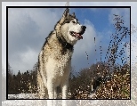 Alaskan Malamute, Drzewa, Trawa