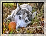 B��kitne, Alaskan, Malamute, Oczy